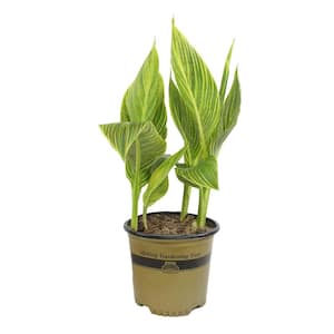 4 qt. Striped Gold Canna Tropicanna Lily Garden Perennial Outdoor Plant with Orange-Yellow Blooms in Grower Pot