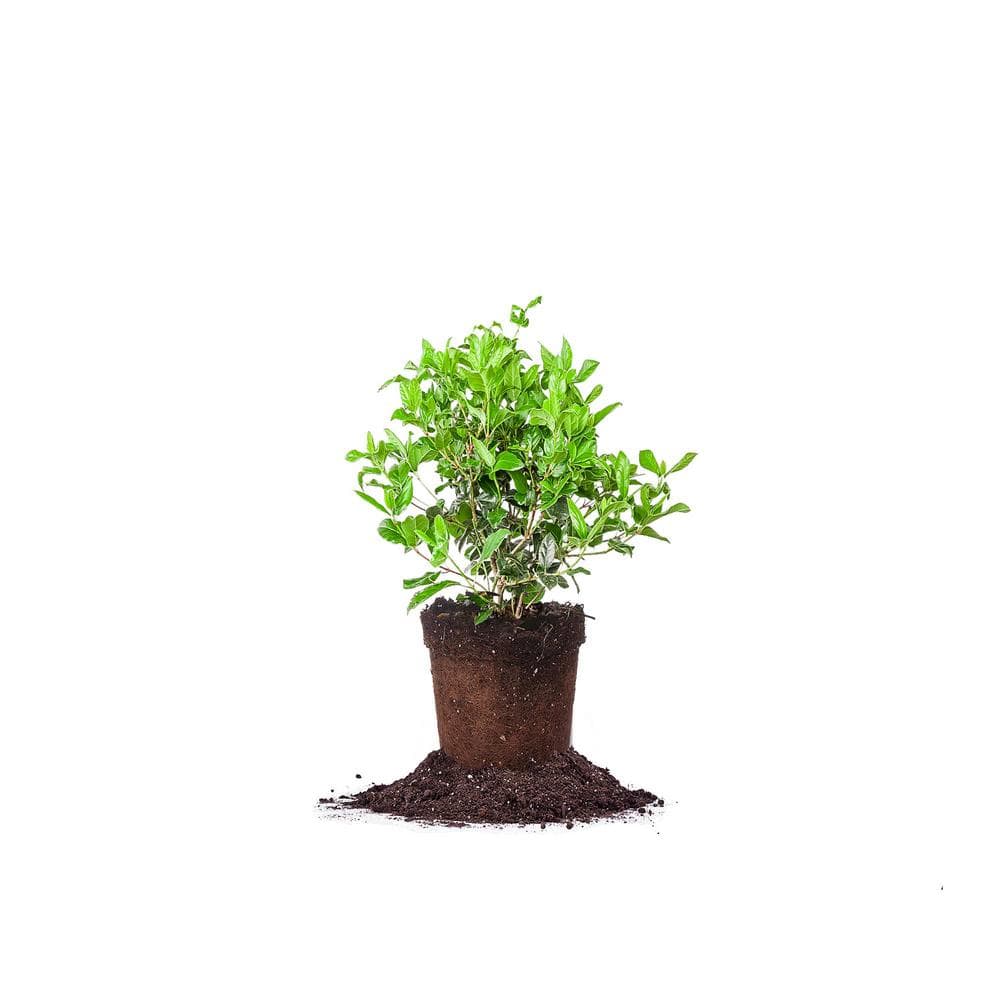 Spring Bouquet Viburnum in 1 Gal. Growers Pot