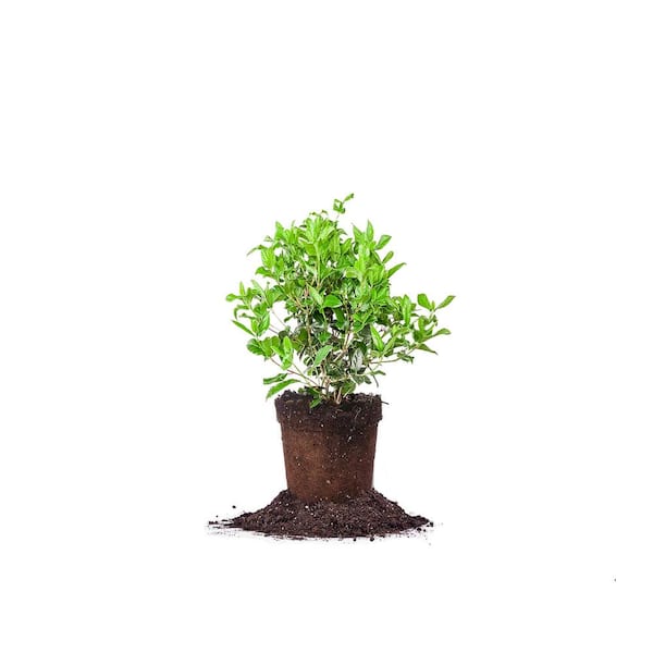Amazon.com : Shop Succulents Unique Succulent Plant Pack