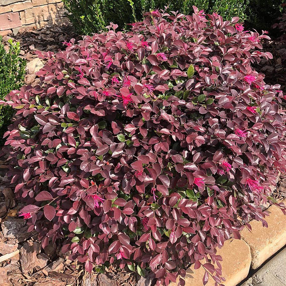 2 Gallon Purple Daydream Loropetalum Shrub with Pink Blooms