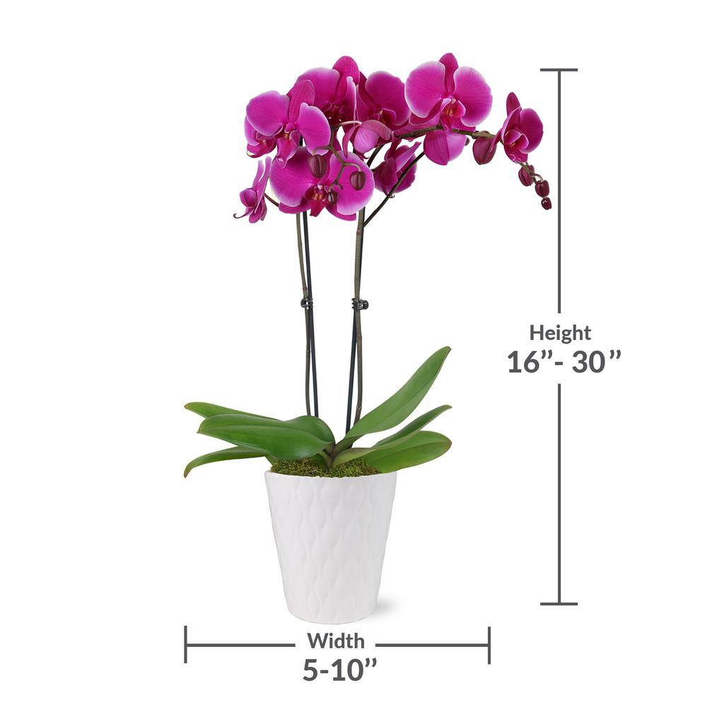 Elegant Purple Orchid in White Ceramic Pot