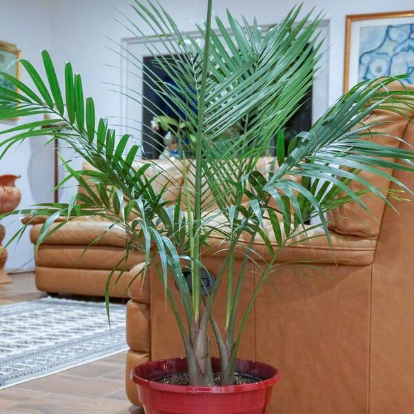 United Nursery Majesty Palm Plant In 9 25 In Grower Pot 736 The Home Depot