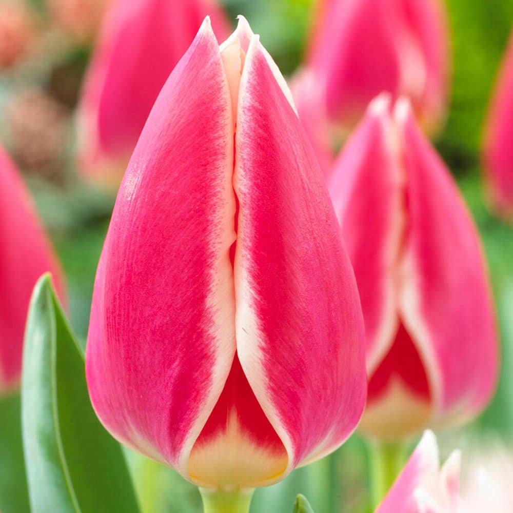 12/+ cm, Darwin Hybrid Candy Apple Delight Tulip Flower Bulbs (Bag of 50) price history on PriceWatchPro