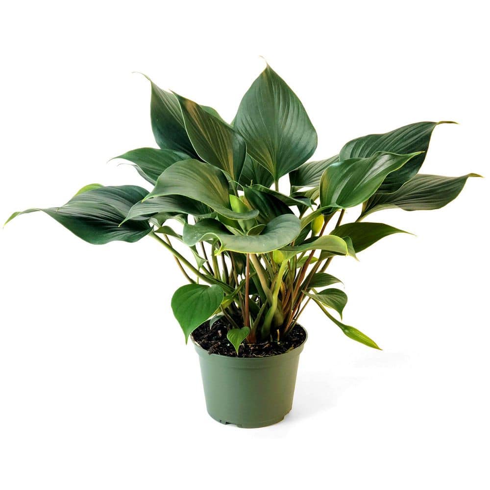 その他観葉植物 Homalomena Rec173 kzt national-plant-network-house-