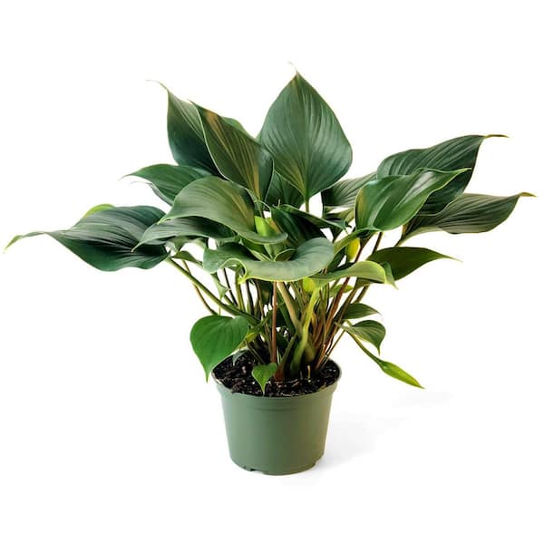 national PLANT NETWORK 6 in. Homalomena Emerald Gem Plant in Grower Container