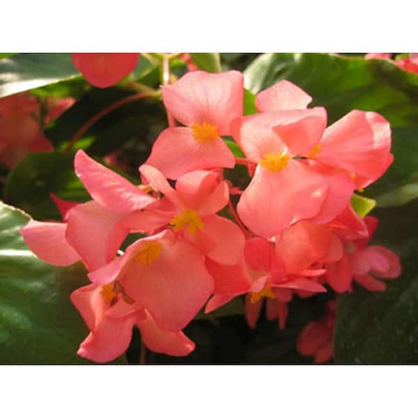 PROVEN WINNERS Dragon Wing Pink (Angelwing Begonia) Live Plant, Soft Pink Flowers, 4.25 in. Grande