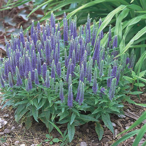 METROLINA GREENHOUSES 3 Gal. Purple Magic Show Illusion Speedwell (Veronica) Perennial Plant with Purple Flowers in Grower Pot