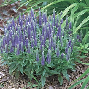 1 Gal. Purple Speedwell Plant