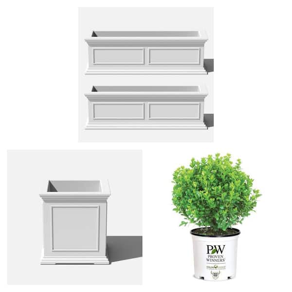 Brixton Series 36 in. White Planter Box (2-Pack), 20 in. Cube Planter and 2 Gal. Boxwood Shrub Combo