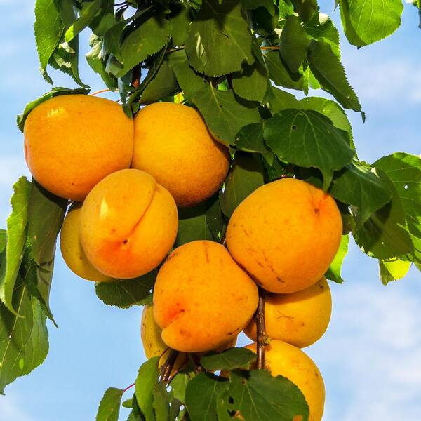 Gardens Alive! Flavor Giant Apricot Live Bareroot Starter Fruit Tree (1-Pack)