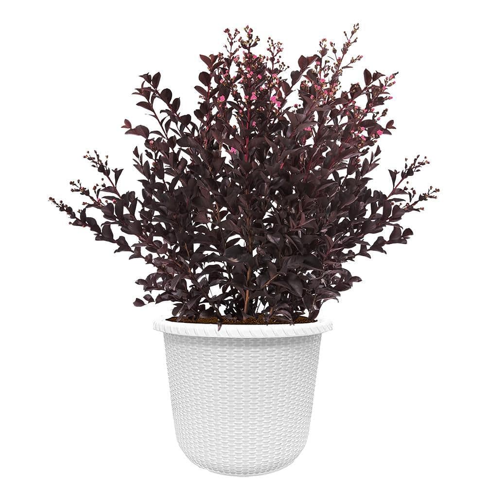 2 Gal. Shadow Magic Crape Myrtle Tree with Dark Pink Blooms in Decorative Container price history on PriceWatchPro