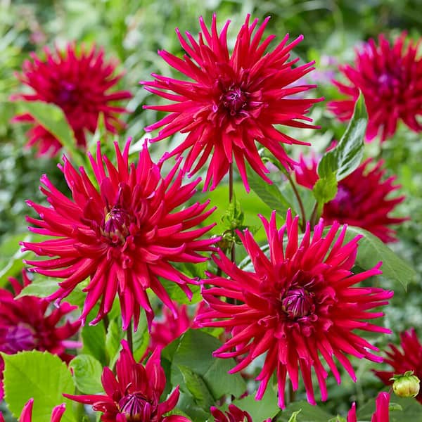 VAN ZYVERDEN Dahlias Orfeo Bulbs (Set of 5)