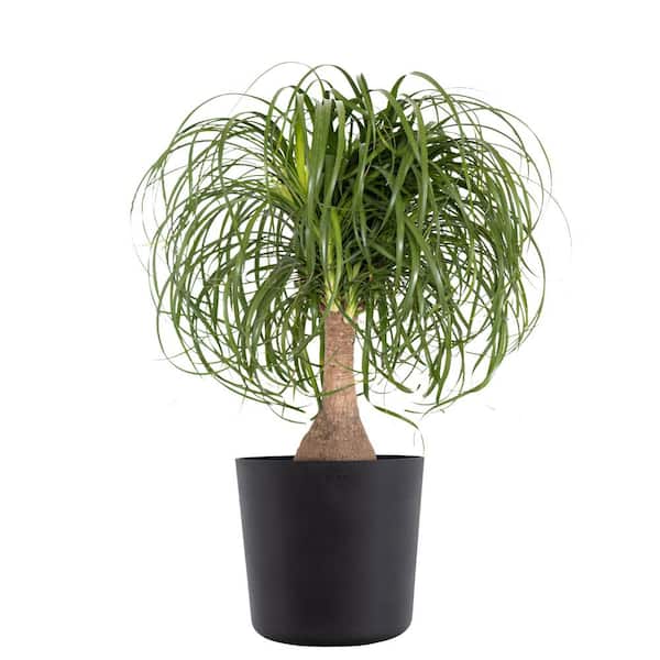 United Nursery Ponytail Palm Beaucarnea recurvata Elephants Foot Live Plant in 10 inch Premium Sustainable Ecopots Dark Grey Pot
