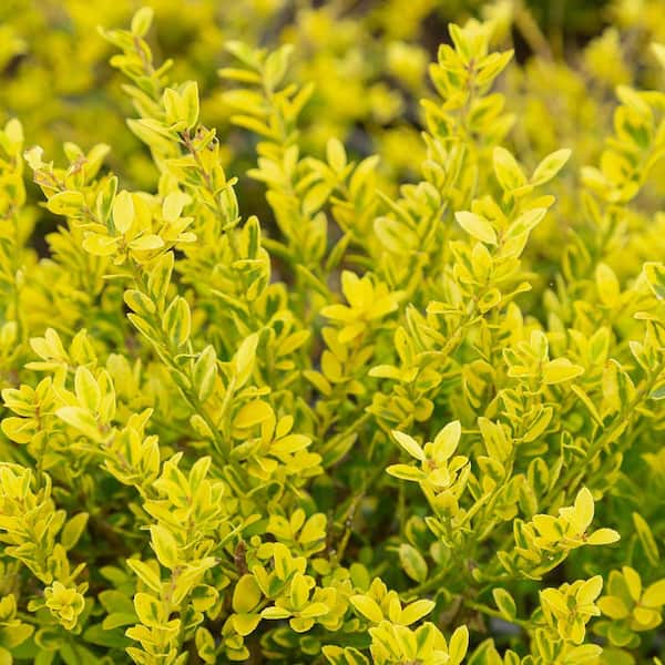 2.5 Qt. Touch of Gold Holly, Evergreen Shrub with Bright Golden