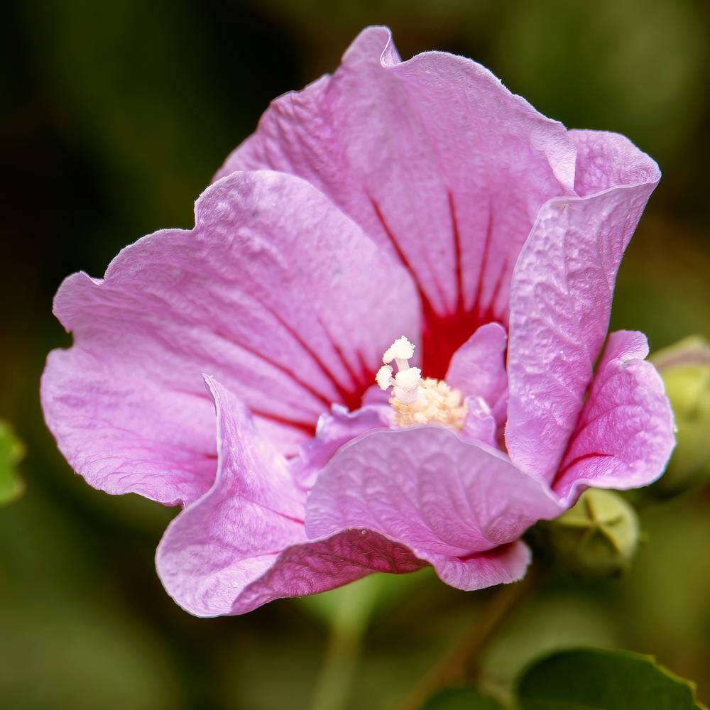 1 Gallon Pink and Purple Hibiscus Tahiti Shrub