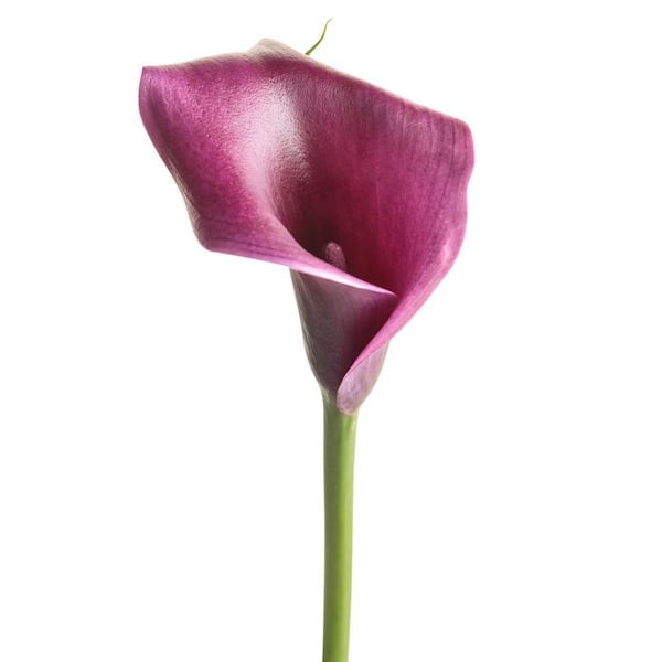 FLOWER Proven Winners 6.5 in. Be My Destiny Calla Lily