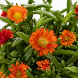 2.5 Qt. Wheels of Wonder Fire Red and Yellow Trailing Ice Plant