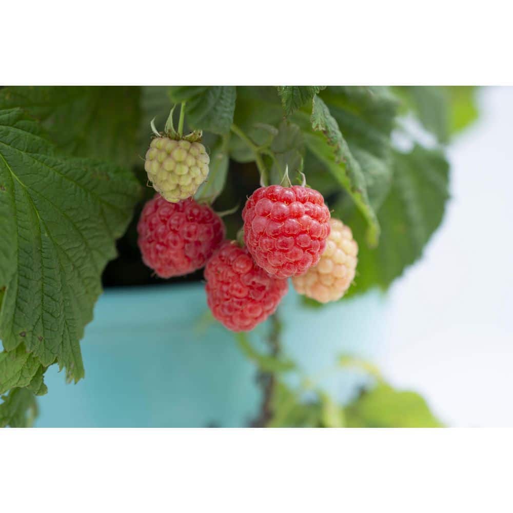 BUSHEL AND BERRY 8 in. Bushel and Berry Raspberry Shortcake Raspberry ...