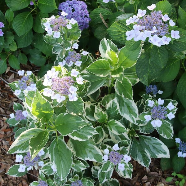 national PLANT NETWORK 3 Gal. Hydrangea Variegated Shrub HD2766