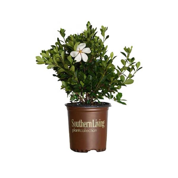 SOUTHERN LIVING 2.5 Qt. Scentamazing Gardenia - Live Evergreen Shrub with White Fragrant Blooms