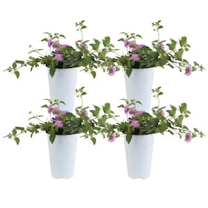 Purple Lantana Outdoor Flowers in 1 Qt. Grower Pot, Avg. Shipping Height 10 in. Tall (4-Pack)