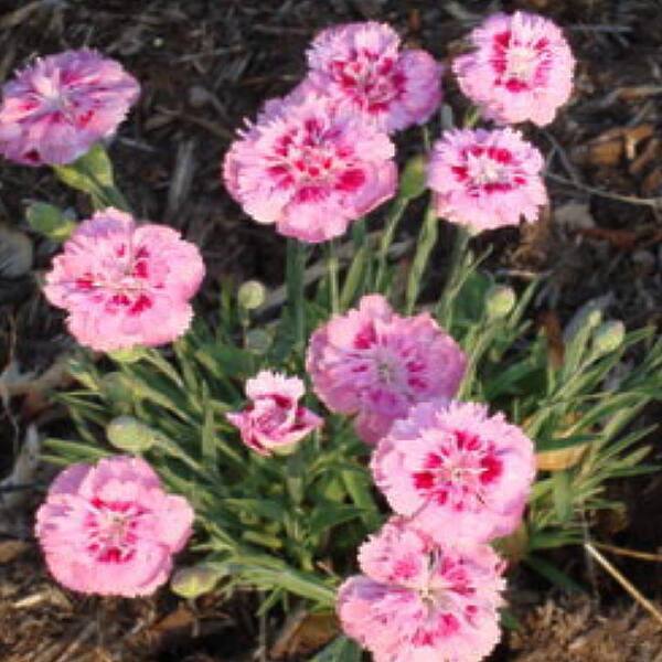 OnlinePlantCenter 1 Gal. Raspberry Surprise Garden Pinks Plant