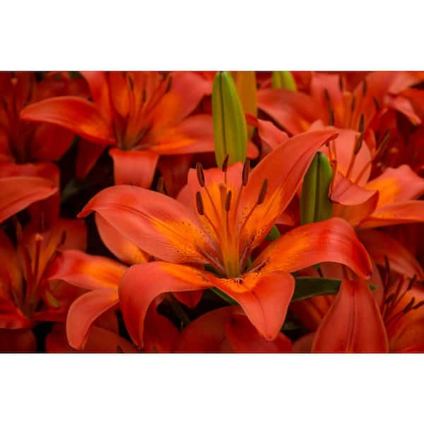 Bloomsz Matrix Asiatic Lilium Bulb (1-Pack) 11258 - The Home Depot