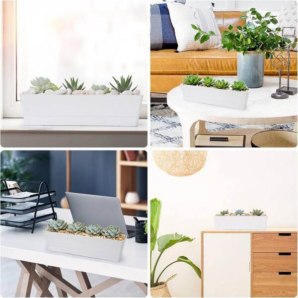 buy jade plants Botany Bay Jade Plant