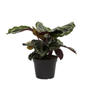 Calathea Roseopicta Medallion - Peacock Plant in 6 in. Grower Pot