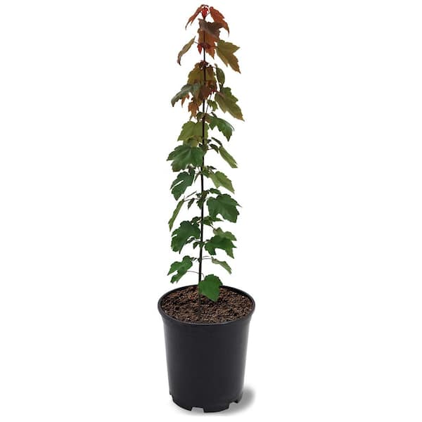 1 Gal. Summer Red Deciduous Maple Tree