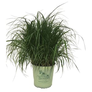 Northwind Switch Grass (Panicum Vigatum) Northwind