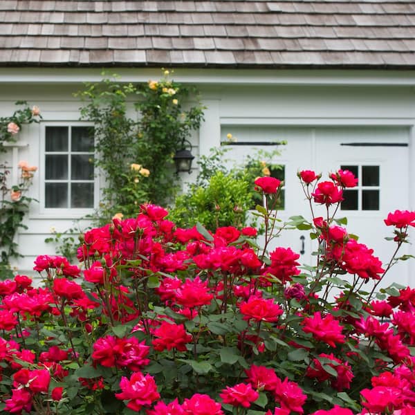 KNOCK OUT - 2 Gal. Red Double Knock Out Rose Bush with Red Flowers