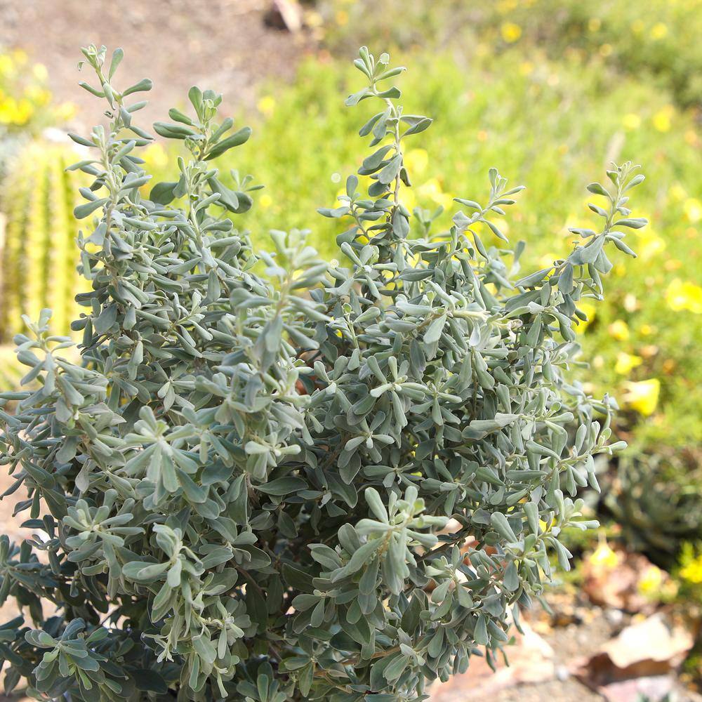 Silverado Sage Leucophyllum Perennial Shrub in 8 Quart Container