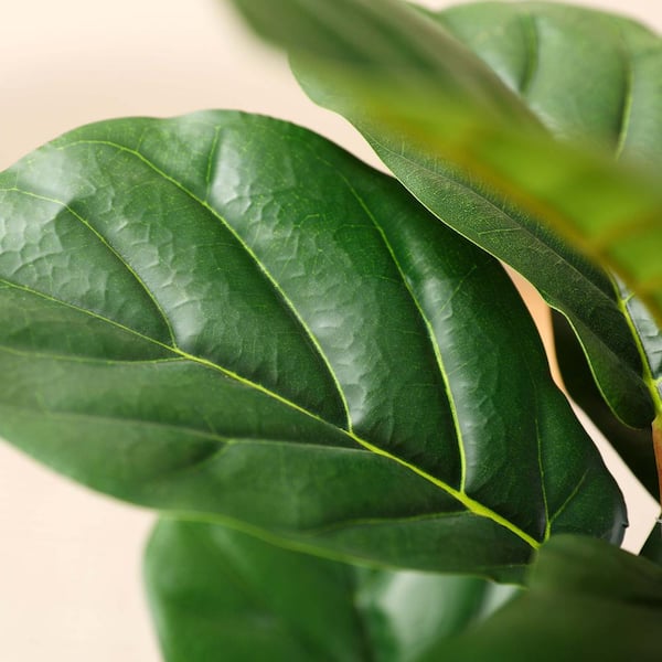 indoor philodendron plant Philodendron Xanadu