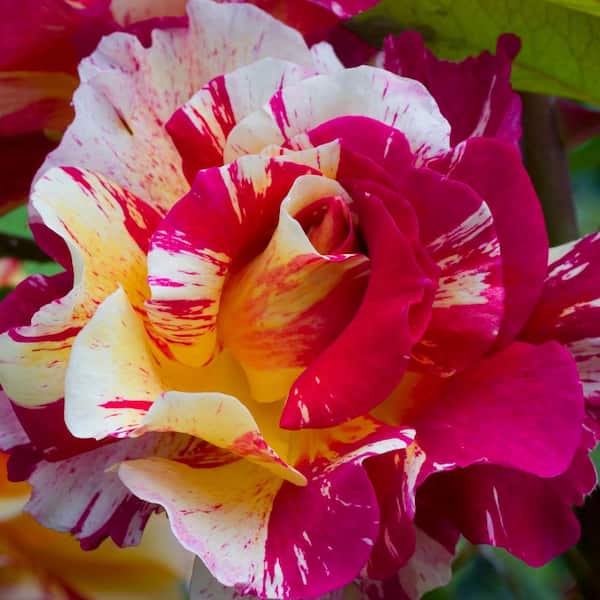VAN ZYVERDEN Roses - Maurice Utrillo (1 Root Stock)
