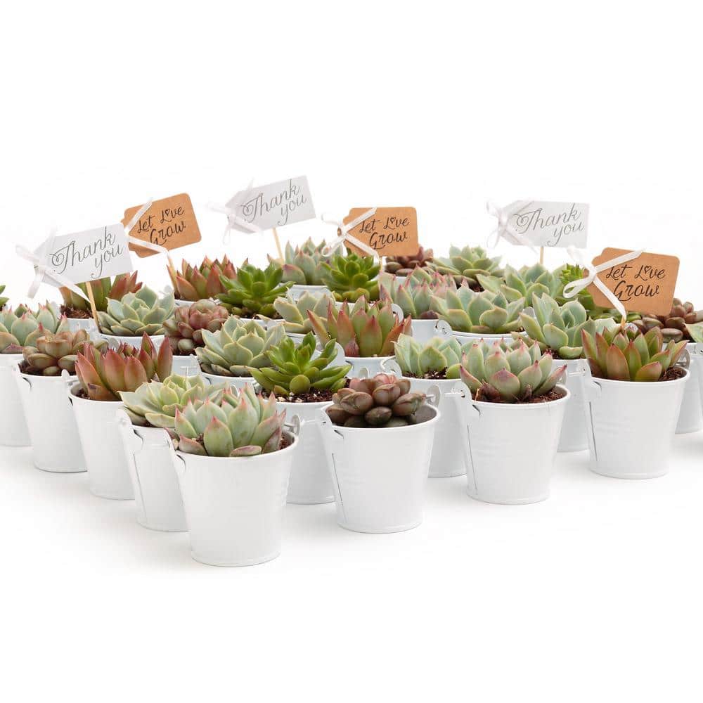 2 in. Wedding Event Rosette Succulents Plant with White Metal Pails and Let Love Grow Tags (140-Pack) price history on PriceWatchPro