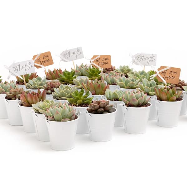 The Succulent Source 2 in. Wedding Event Rosette Succulents Plant with White Metal Pails and Let Love Grow Tags (60-Pack)