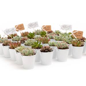 2 in. Wedding Event Rosette Succulents Plant with White Metal Pails and Let Love Grow Tags (140-Pack)
