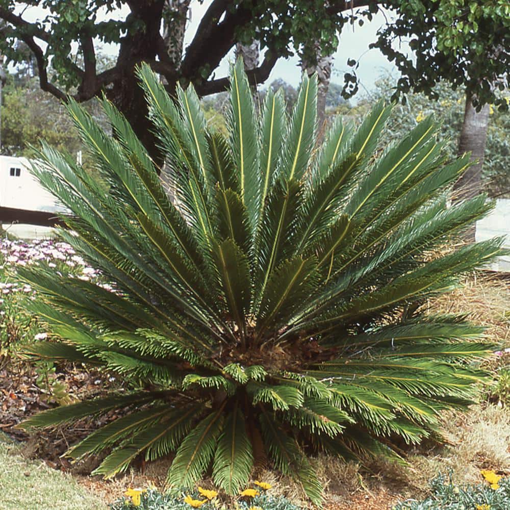 7 Gal. King Sago Palm Plant 1000032778 - The Home Depot