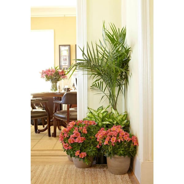 13 in. Cataractarum Palm Plant in White Plastic Deco Pot
