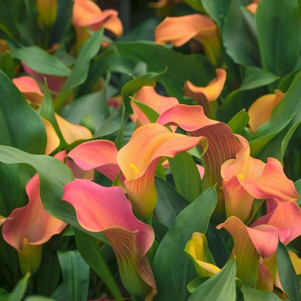 national PLANT NETWORK Calla Lily Qatar Bulb (3-Pack) HD2620 - The