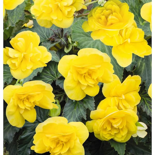 PROVEN WINNERS Begonia Non Stop Joy Yellow Live Annual Plant in 12 in. Hanging Basket (1-Pack)