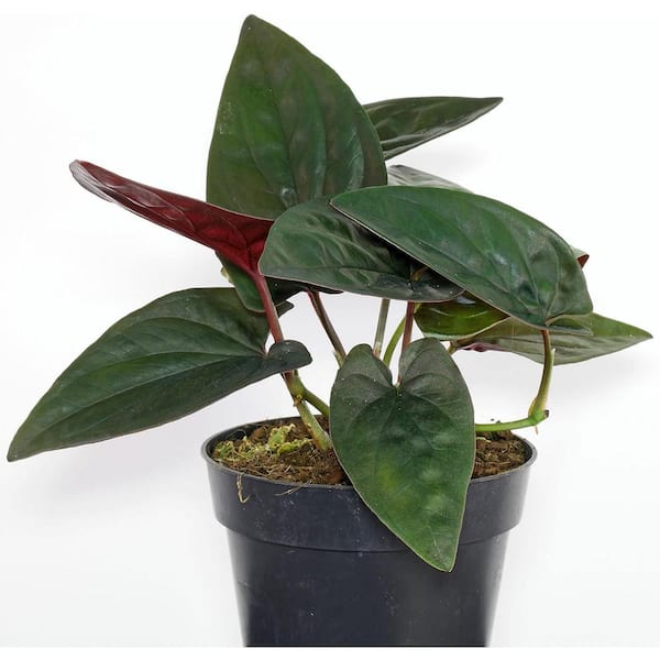 Wekiva Foliage Syngonium Red Arrow - Live Plant in a 4 in. Pot - Syngonium Erythrophyllum 'Red Arrow' - Unique Foliage Houseplant