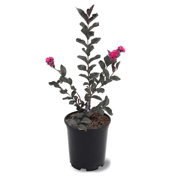1 Gal. Mystic Magenta Crape Myrtle Tree
