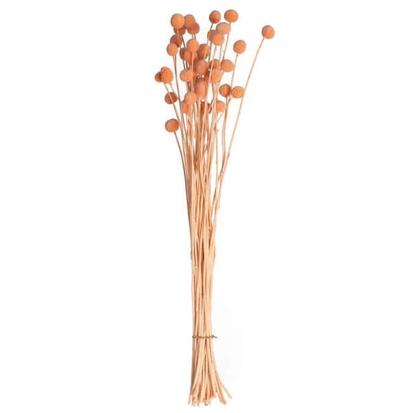 Uniquewise Dried Billy Ball Craspedia Flowers Bouquet