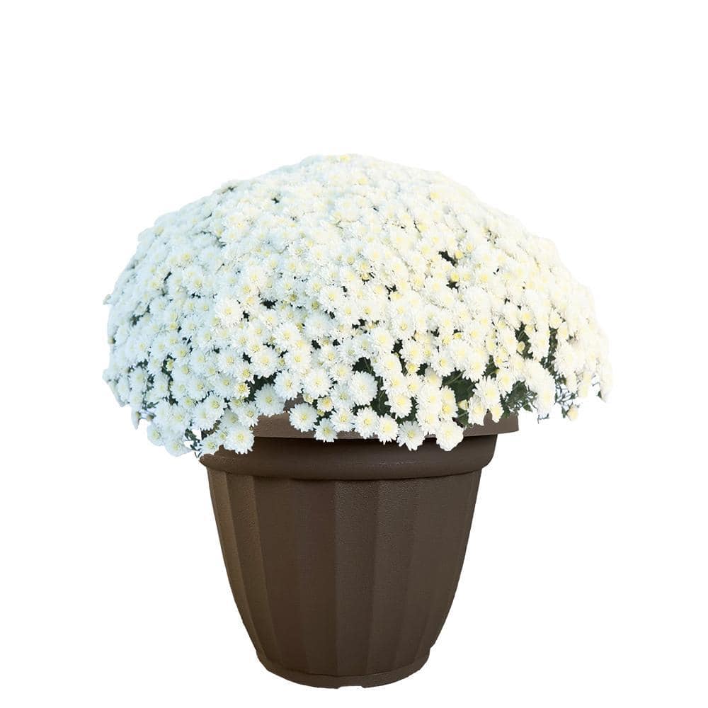 11.5 in. Chrysanthemum (Mum) Plant in A Decorative Pot with White Flowers