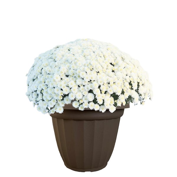 Unbranded 11.5 in. Chrysanthemum (Mum) Plant in A Decorative Pot with White Flowers