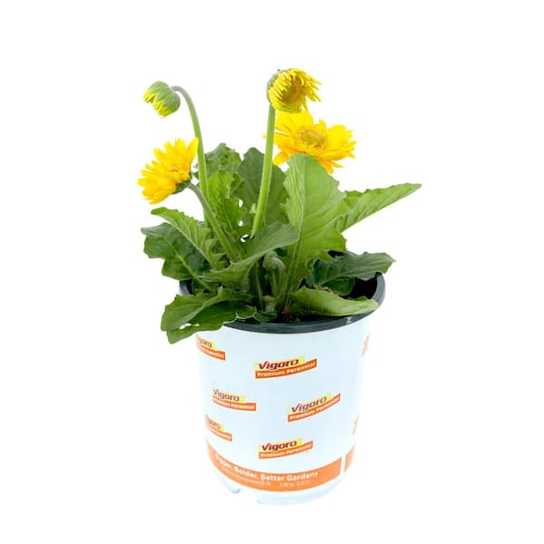Vigoro 2.5 qt. Gerbera Garvinea Perennial Plant with Yellow Flowers (1-Pack)