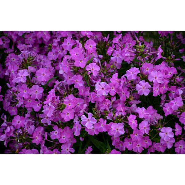 PROVEN WINNERS 1 Gal., 'Opening Act Romance' (Phlox) Live Plant