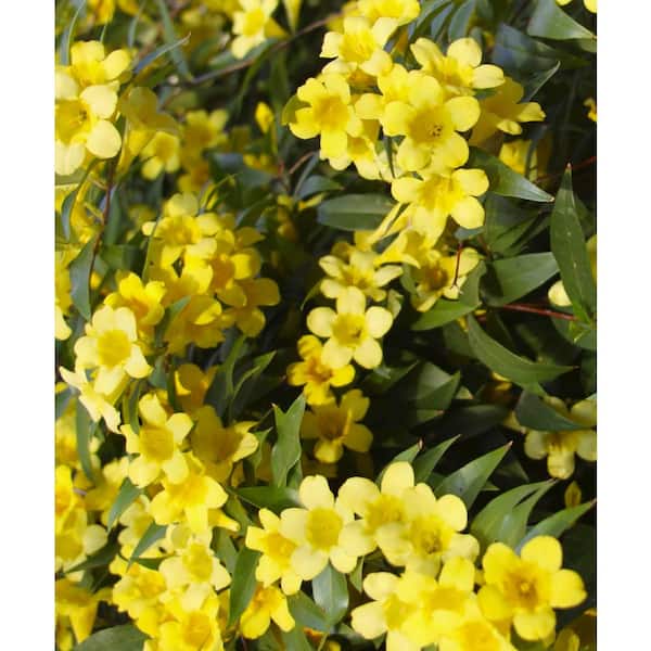 national PLANT NETWORK 2.5 Qt. Carolina Jessamine Yellow Bloom Plant